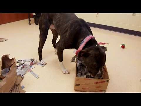 How to Make an Enrichment Box for Your Dog