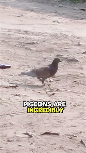 Amazing Pigeon Searching for Food Intelligent Bird Behavior in Action#birds #pigeon #bird #smartbird