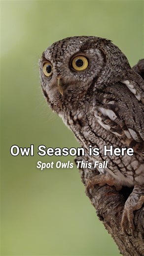 Whooo’s ready for owl season? 🍂🦉 With bare trees and crisp autumn air, it’s the perfect time to spot these incredible birds, or hear their calls echoing through the woods! Check out some common owl species and the sounds you might hear while exploring nature this time of year. | The Nature Conservancy in Pennsylvania