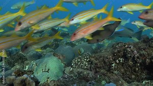 Colorful coral fish encircle the camera in an underwater scene. Their curious movements form a dynamic composition.