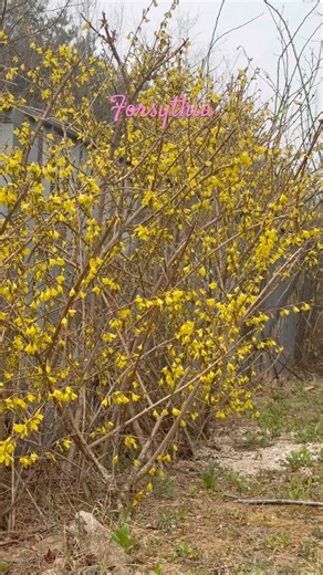 Forsythia blooms in early spring in Korea 🌼🌼