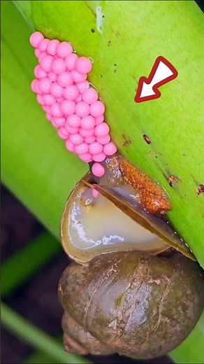 This Is How Snails Lay Their Eggs