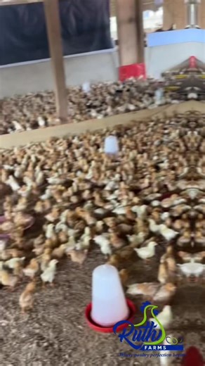 Poultry Farming Insights: Egg Production Techniques