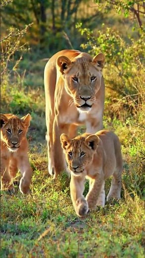 A proud lioness walks gently across a sunlit savannah with her playful lion cubs #wildlife #nature