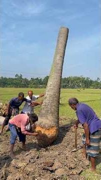 Traditional Palm Tree Boat Making by Hand | Full Step-by-Step Process. #fishboat #viral