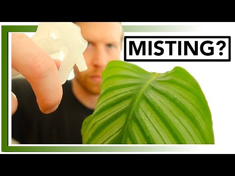Should I Mist My Plants - YES or NO? | Houseplant How-to Ep 16