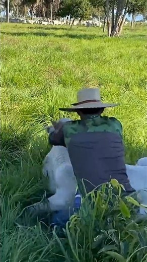 VÍDEO COMPLETO ⬆️🤠 #fazenda #pecuarista #gado #agro #mercadoagricola