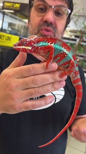 5.1K views · 495 reactions | 5 adaptations des caméléons a leur mode de vie  #animals #reptile #reptiles #lizard #lizards #chameleon #chameleons #panterchameleon | Bebesaurus | Facebook