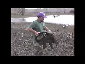 Digging for Alligator Snapping Turtles