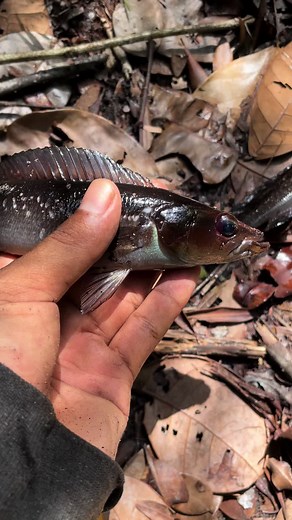 Exploring Sunfish Species: Male vs Female Characteristics