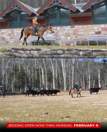 𝗟𝗼𝗴𝗼, consigned by 𝗠𝗮𝗿𝗹𝗶𝘀 𝗙𝗮𝗿𝗺 ℹ️ https://bid.horsebid.com/lots/view/4-JN4A70/logo #onlinehorsesale #onlinehorseauction #horseauction | HorseBid.com