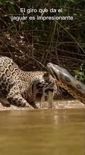 El jaguar hace un giro imposible 😱🐆🐍