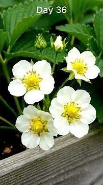 Strawberry time lapse 1 to 50 days | Seed to strawbery timelaps