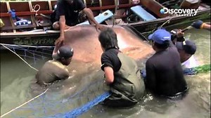 Giant Stingray Giving Birth River Monsters