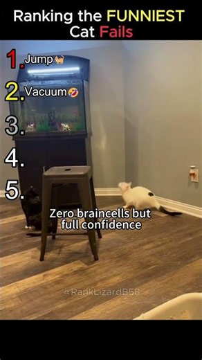 Ranking the FUNNIEST Cat Fails🤣 #funny #cat