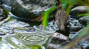 Download Sparrow Having Bath for free