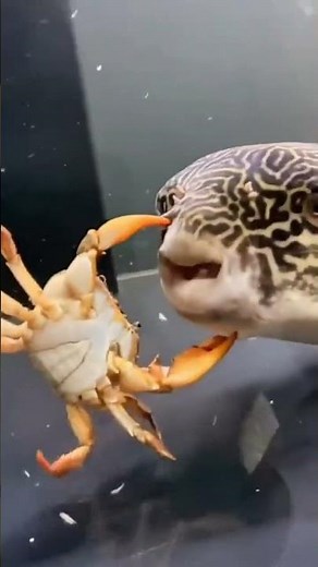 crab🦀 vs puffer fish🐡