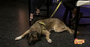 What is FeLV and FIV?