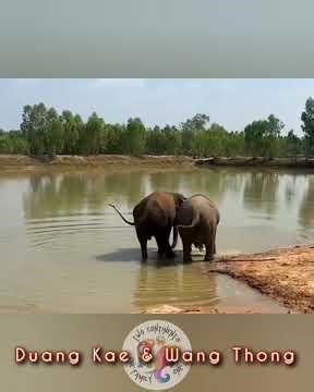 Elephant Playdate! Wang Thong & Duang Kae 🩷🐘🐘🩷 #friends #playdate