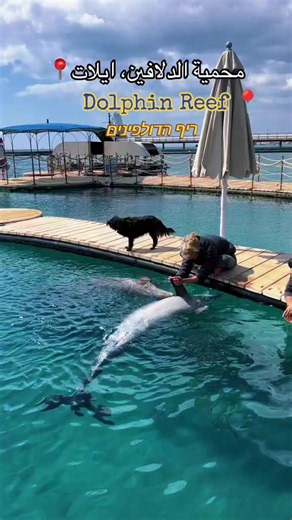 محمية الدلافين في إيلات (Dolphin Reef) هي معلم بيئي وترفيهي فريد على شواطئ البحر الأحمر. تتيح لك المحمية السباحة، الغوص، أو مراقبة الدلافين وهي تتفاعل بحرية تامة في بيئتها الطبيعية، دون التقيّد بالعروض التقليدية المدربة.أبرز ما يمكنك القيام به:السباحة والغوص: ممارسة الغوص أو السباحة بجانب الدلافين برفقة مدربين مختصين، وهي تجربة متاحة للكبار والأطفال من سن 8 سنوات.أرصفة المراقبة: الاستمتاع بمشاهدة الدلافين وهي تلعب وتسبح من فوق الجسور والأرصفة العائمة.مسابح الاسترخاء (Stalbet): الاسترخاء في برك ا