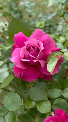 日本で見つけた魔法みたいなバラ 🌹 Lady Soul