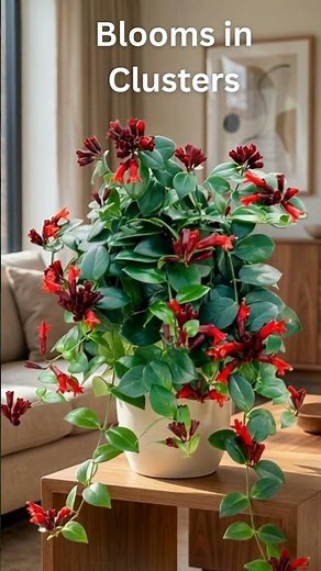 Lipstick Plant Mona Lisa (Aeschynanthus) | Red Flower Indoor Plant