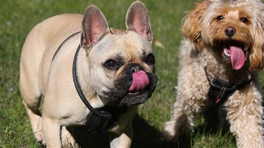 Aussie council’s $2.5m dog poo bill