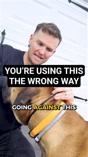 How to properly use a slip leash for better control and safe dog training