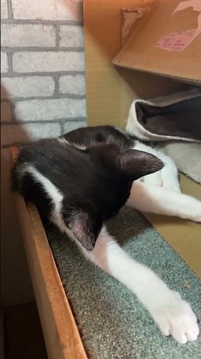 チニ子あんまり大きくならない猫かも
