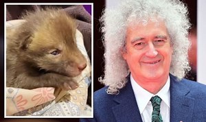 Brian May introduces his rescued baby fox named Ben