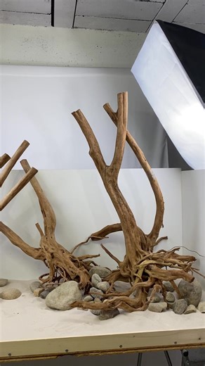 Contactez-moi : contactaquabiotope@gmail.com 🍂📩 #pourtoi #fyp #biotope #aquarium #aqua #decors #scape #biotopeaquarium #biotope #racines #stumpwood #tiktok #aquabiotope