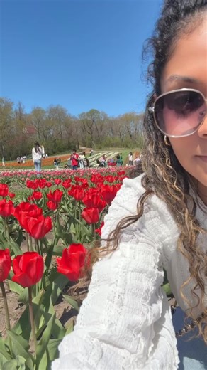 Discover the Beauty of Tulips: A Flower Journey