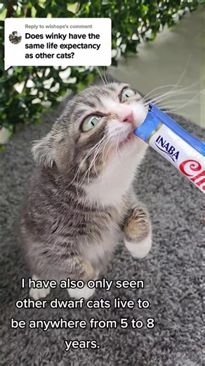 Dwarf Cat Lifespan: Understanding the Longevity of Winky and Other Feline Companions