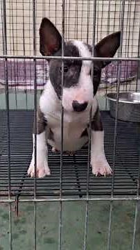 Bull Terrier Miniatura filhote #minibullterrier