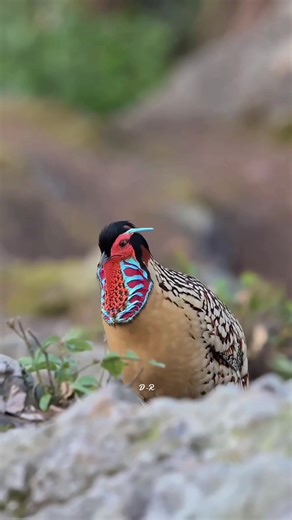 Birds Dancing in Nature: Captivating Photos