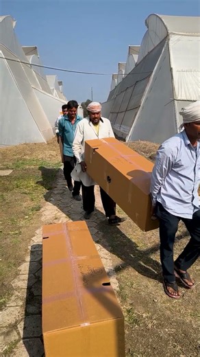 Dispatching Avocado plants to Khandwa🥑| Call +91-6268643227 #indoisraelavocado #avocado #shorts