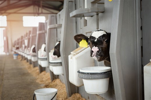 Why are calves taken away from dairy cows?
