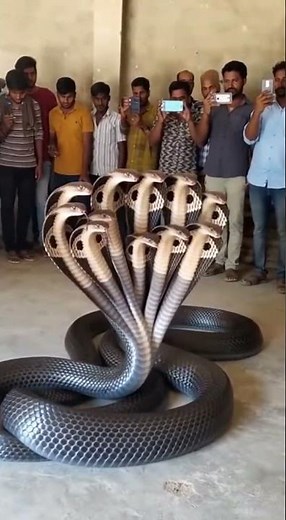 Real or Fake? Multi-Headed Cobra Goes Viral! #shorts