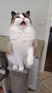 This tall seagull deserves infinite kisses | Eevee and Yoshi, Ragdoll cats