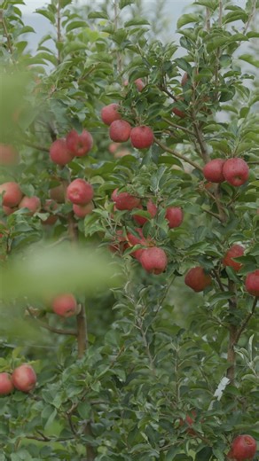 Here's why Cosmic Crisp® apples are known as The Apple of Big Dreams™👇🍎 On his quest for ✨ The One ✨, Dr. Bruce Barritt worked hand in hand with Mother Nature to find the perfect variety. He spent twenty years crossing several dozen different apple varieties and planting thousands of different seeds until the #CosmicCrisp apple was born. Well... technically, naturally bred 😉 | Cosmic Crisp Apple