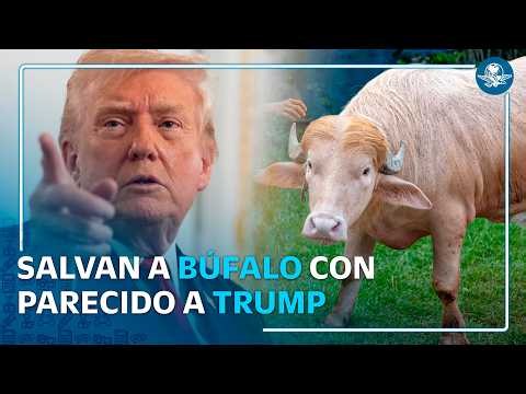 Búfalo “Donald Trump” es salvado del sacrificio y llevado a zoológico