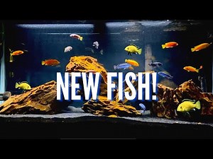 New Fish & Aquascape for the 75 Gallon Mbuna Cichlid Tank
