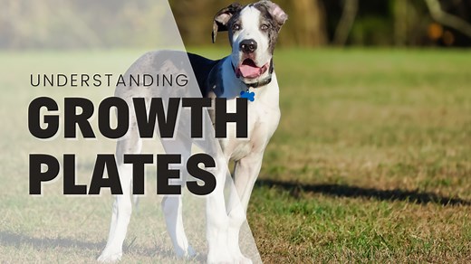 Understanding Growth Plates In Dogs: Keeping Their Bones Healthy And Happy - Rebarkable