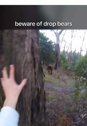 Drop Bear vs Yowie: The Australian Myth