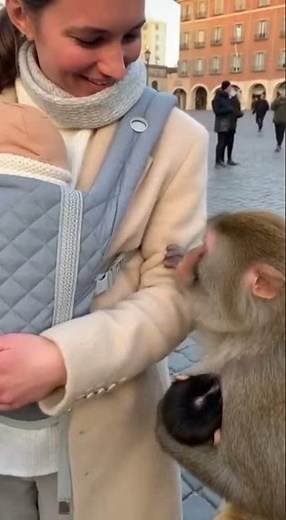 This Silent Moment Between a Monkey and a Human Mother Says Everything