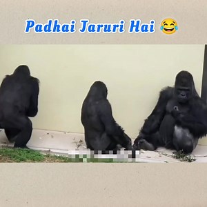 Banega Civil Engineer 😂🤣 Animal Funny Videos 😂😂 #funnyvideo #funnyanimals #animalscomedy #comedy #comedyvideo #funny #animalfunnyvideo #animaldubbing #funnyanimals #facebookviral #facebookfunny #facebookvideo #viralvideo | Comedy King BABU