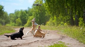 Dogs playing with drone. Dogs jumping trying to catch flying drone