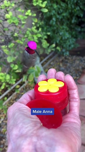 Hummingbirdglimpses on TikTok