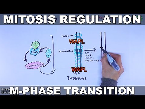 Mitosis Regulation | M-Phase Transition