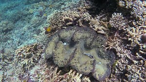 Close-up of a giant clam (Tridacna gigas) among vibrant corals. This underwater scene captures the patterns and textures of the clam, showcasing the biodiversity of the coral reef ecosystem. Stock Video